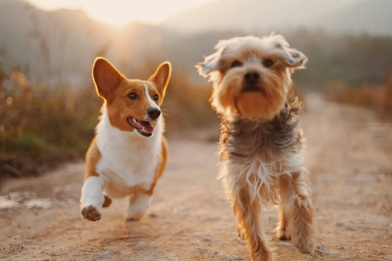The benefits of adopting a rescue dog